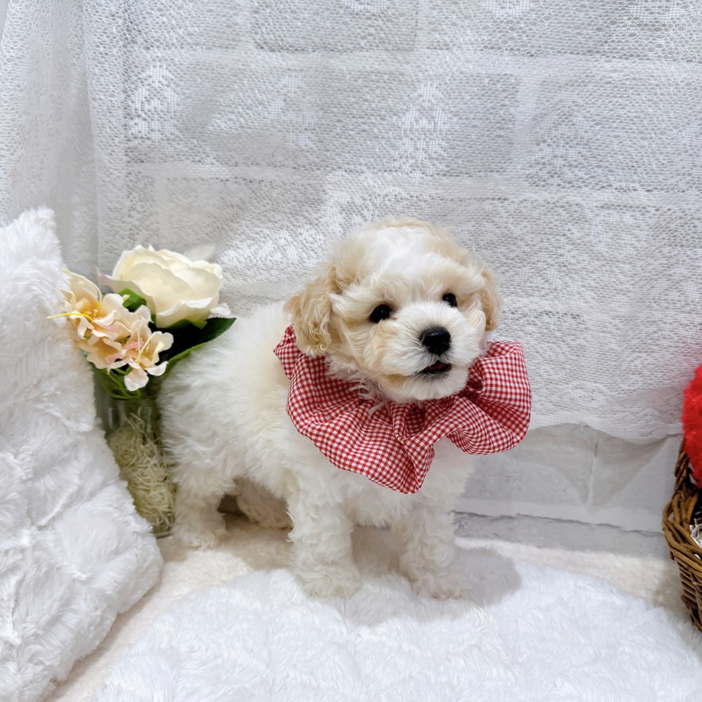滋賀県のビションプー(ビションフリーゼ×プードル) (犬の家＆猫の里長浜店/2026年6月8日生まれ/男の子/クリームホワイト)の子犬の4枚目の画像