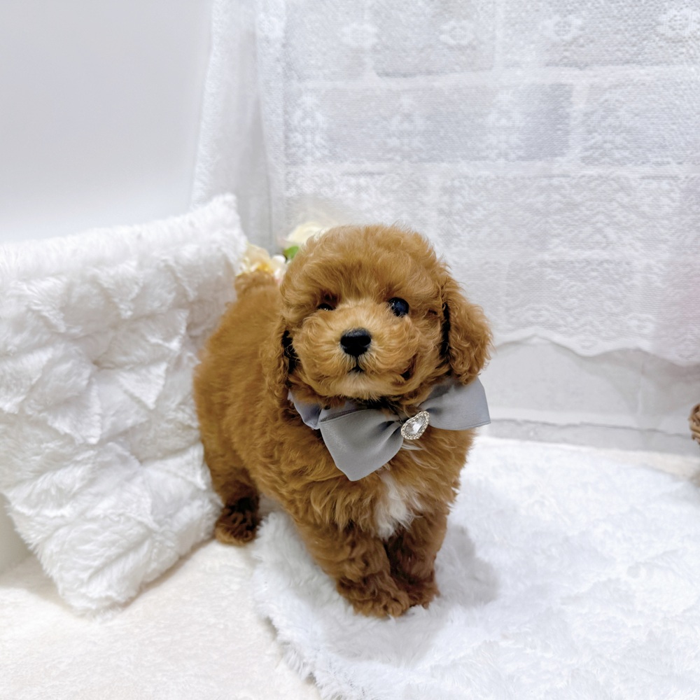 滋賀県のトイプードル(トイ) (犬の家＆猫の里長浜店/2026年6月1日生まれ/男の子/レッドフォーン)の子犬の4枚目の画像