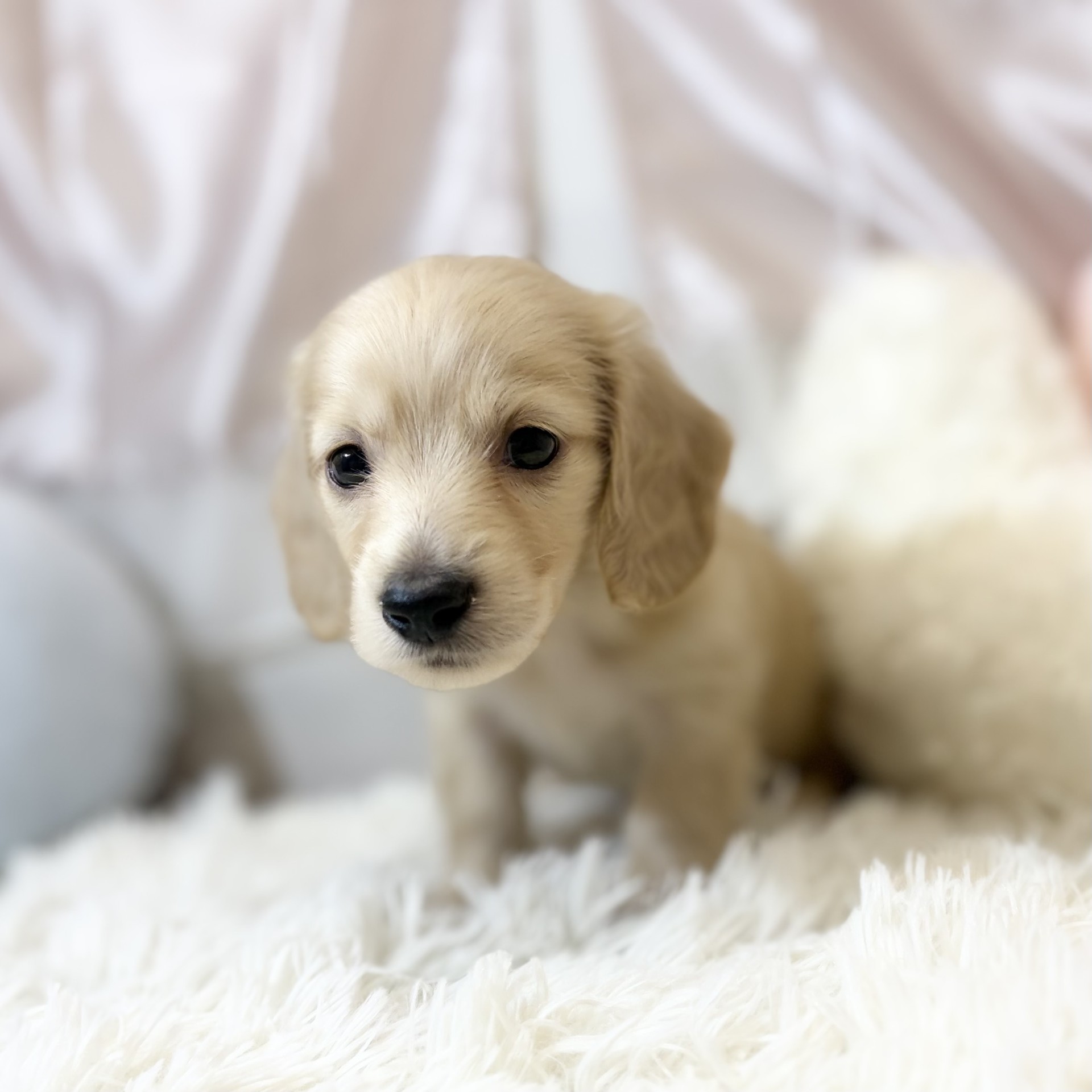 兵庫県のミニチュアダックスフンド(ロング) (犬の家＆猫の里カナート西神戸店/2026年6月10日生まれ/男の子/イエロー)の子犬の4枚目の画像