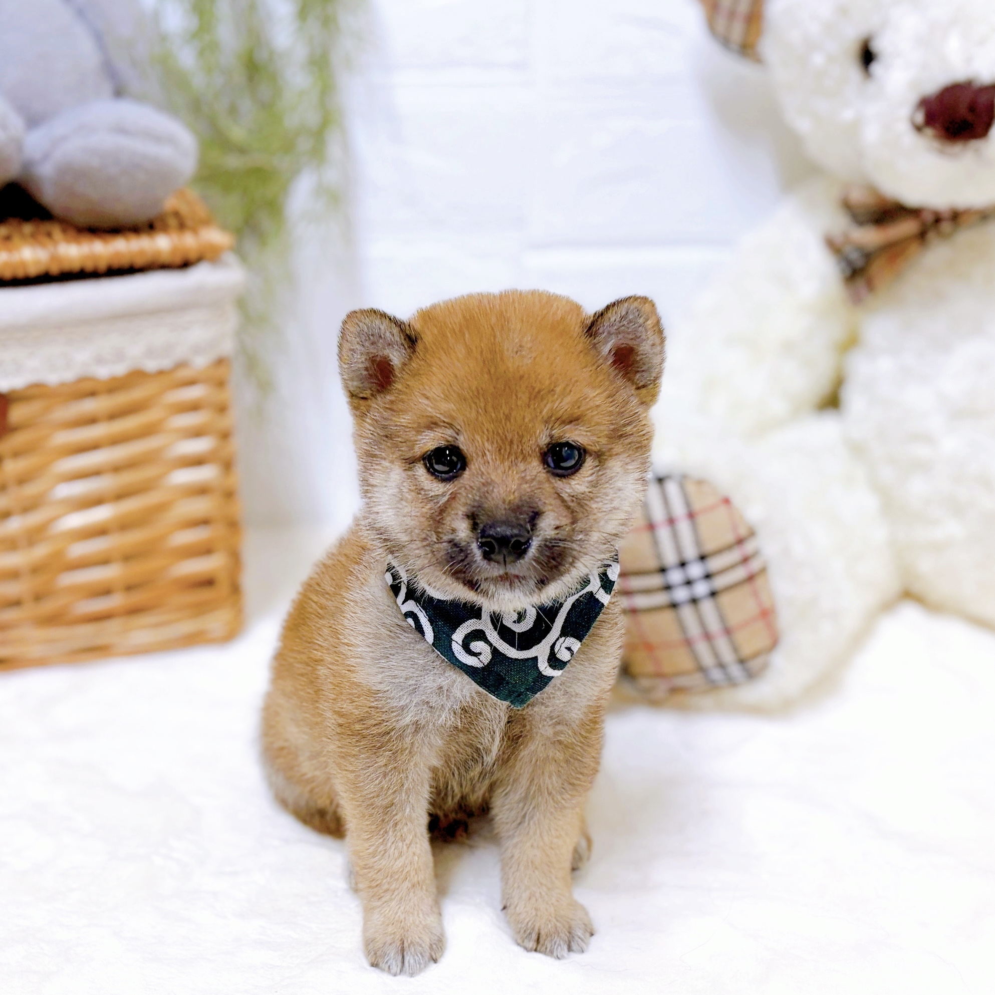 滋賀県の豆柴 (犬の家＆猫の里近江八幡店/2026年6月11日生まれ/男の子/赤)の子犬の4枚目の画像