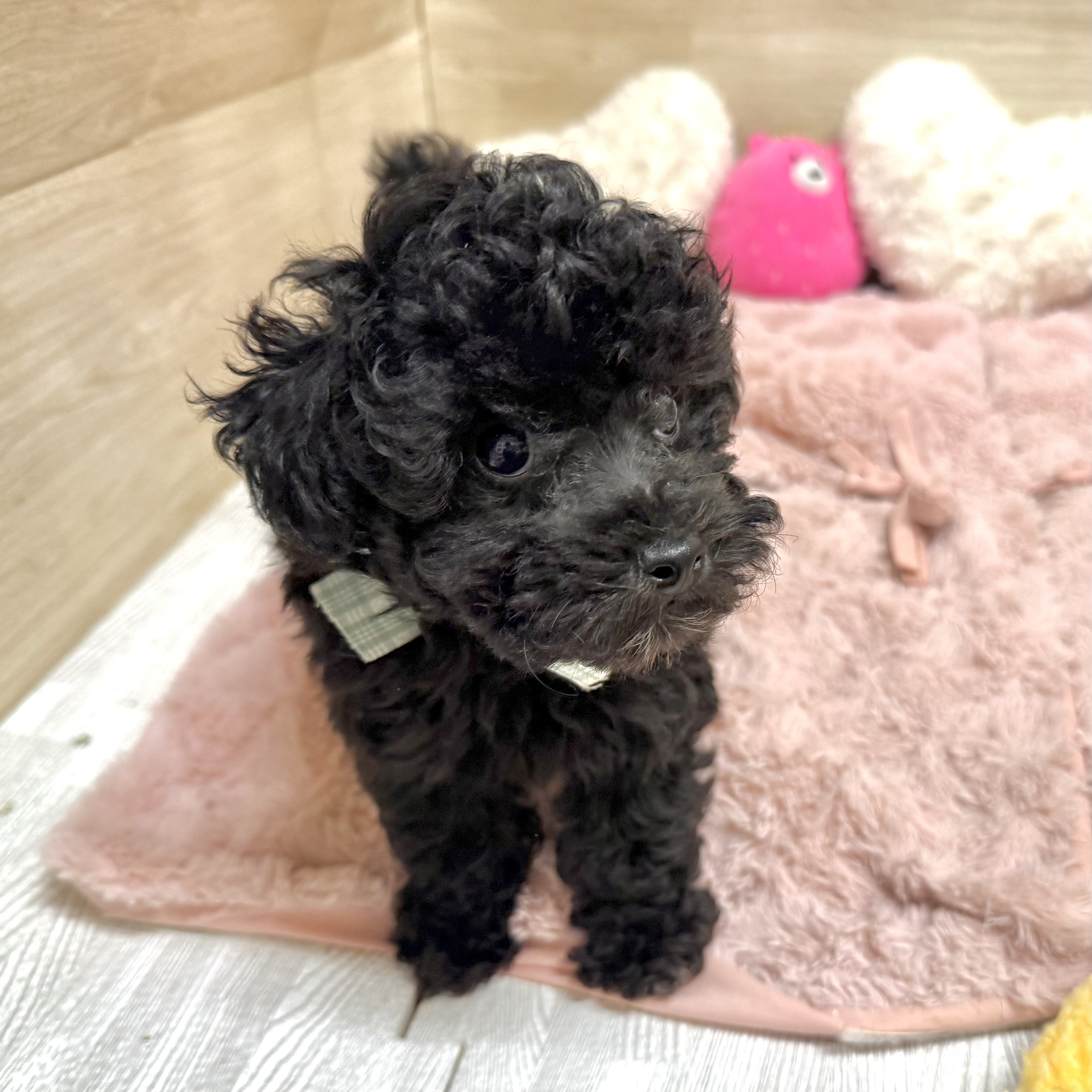 大阪府のトイプードル(トイ) (犬の家＆猫の里そよら東岸和田店/2026年6月10日生まれ/男の子/グレー)の子犬の4枚目の画像
