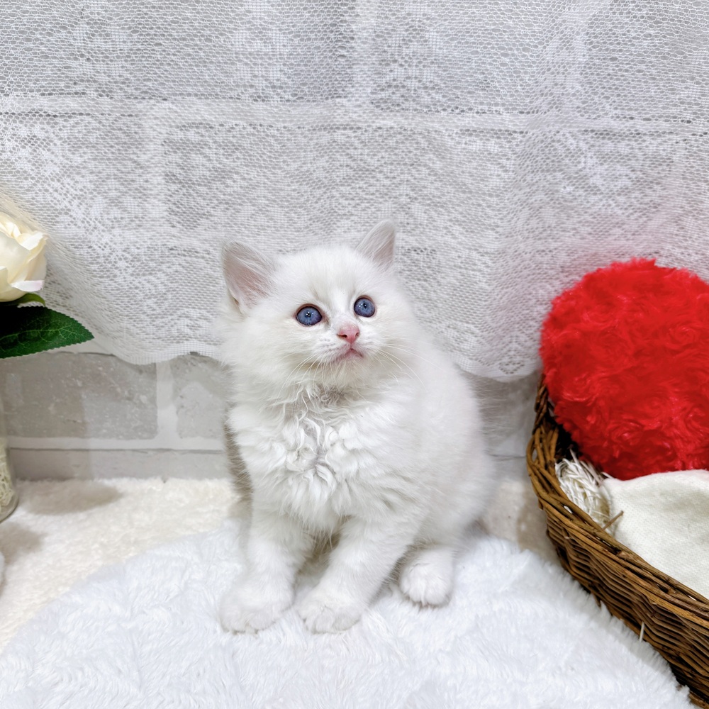 滋賀県のラグドール (犬の家＆猫の里長浜店/2026年6月10日生まれ/女の子/シールポイントバイカラー)の子猫の4枚目の画像