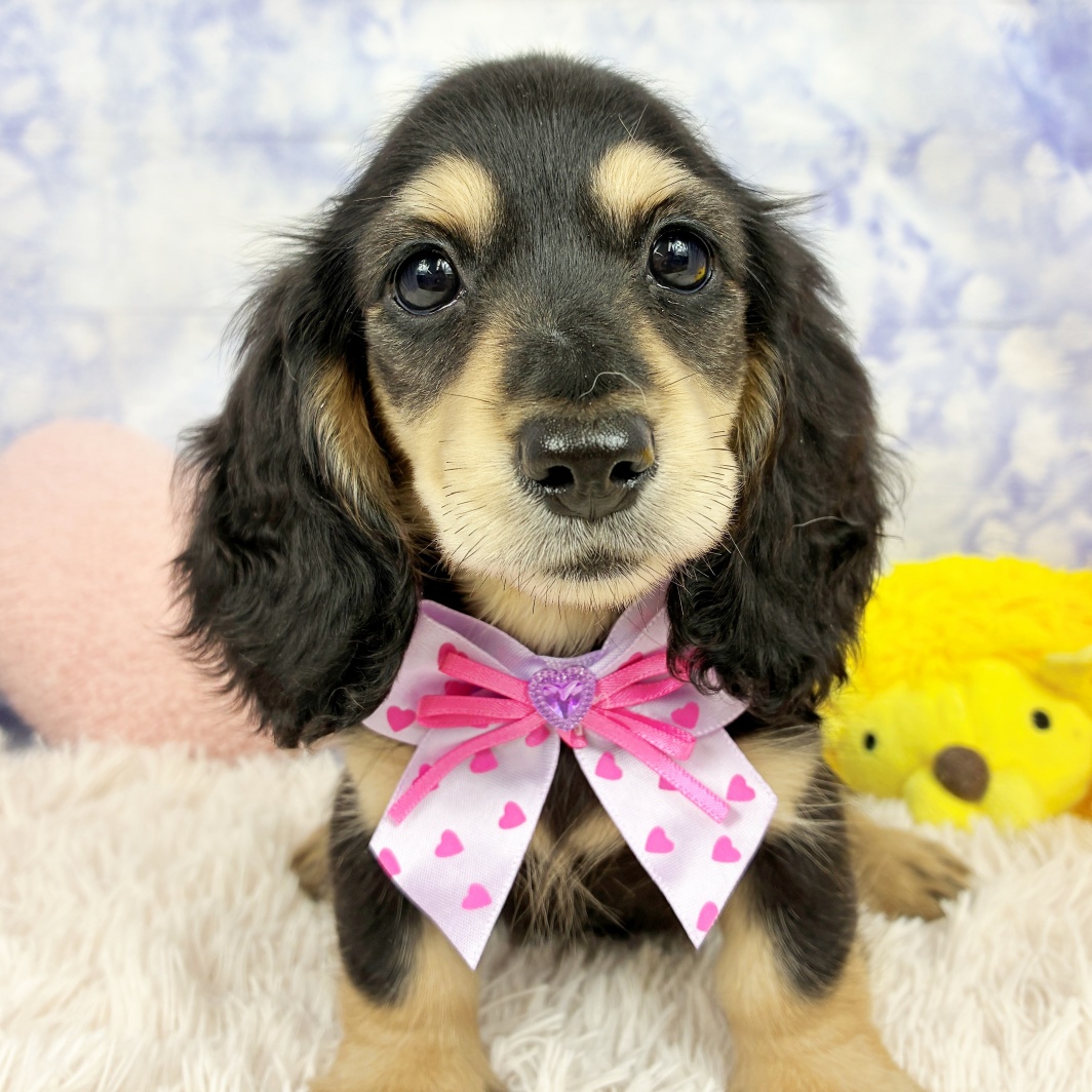 兵庫県のミニチュアダックスフンド(ロング) (犬の家＆猫の里川西店/2026年6月11日生まれ/女の子/ブラックタン)の子犬の4枚目の画像