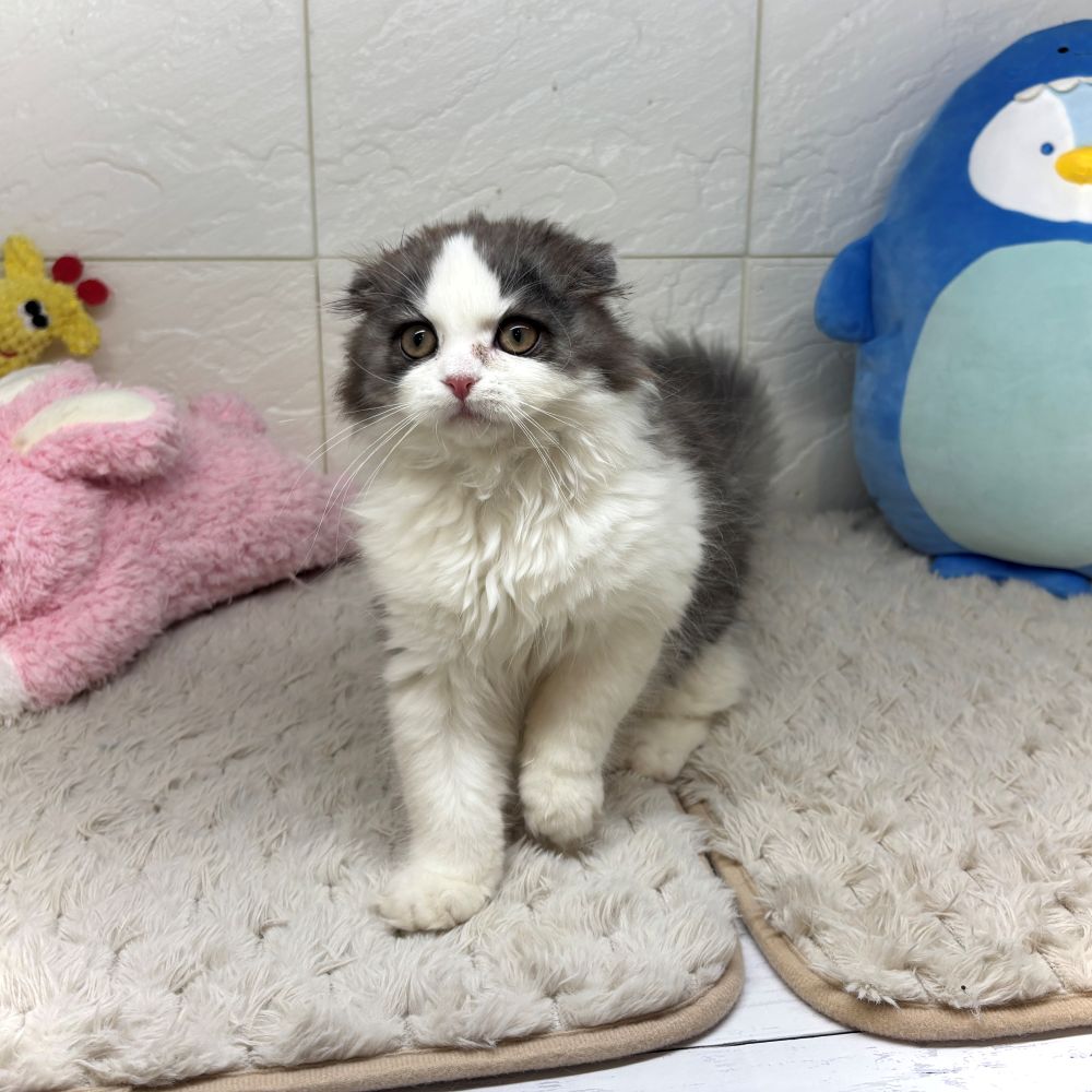 兵庫県のスコティッシュフォールド (犬の家＆猫の里ゆめタウン姫路店/2026年6月9日生まれ/男の子/シルバータビーホワイト)の子猫の4枚目の画像
