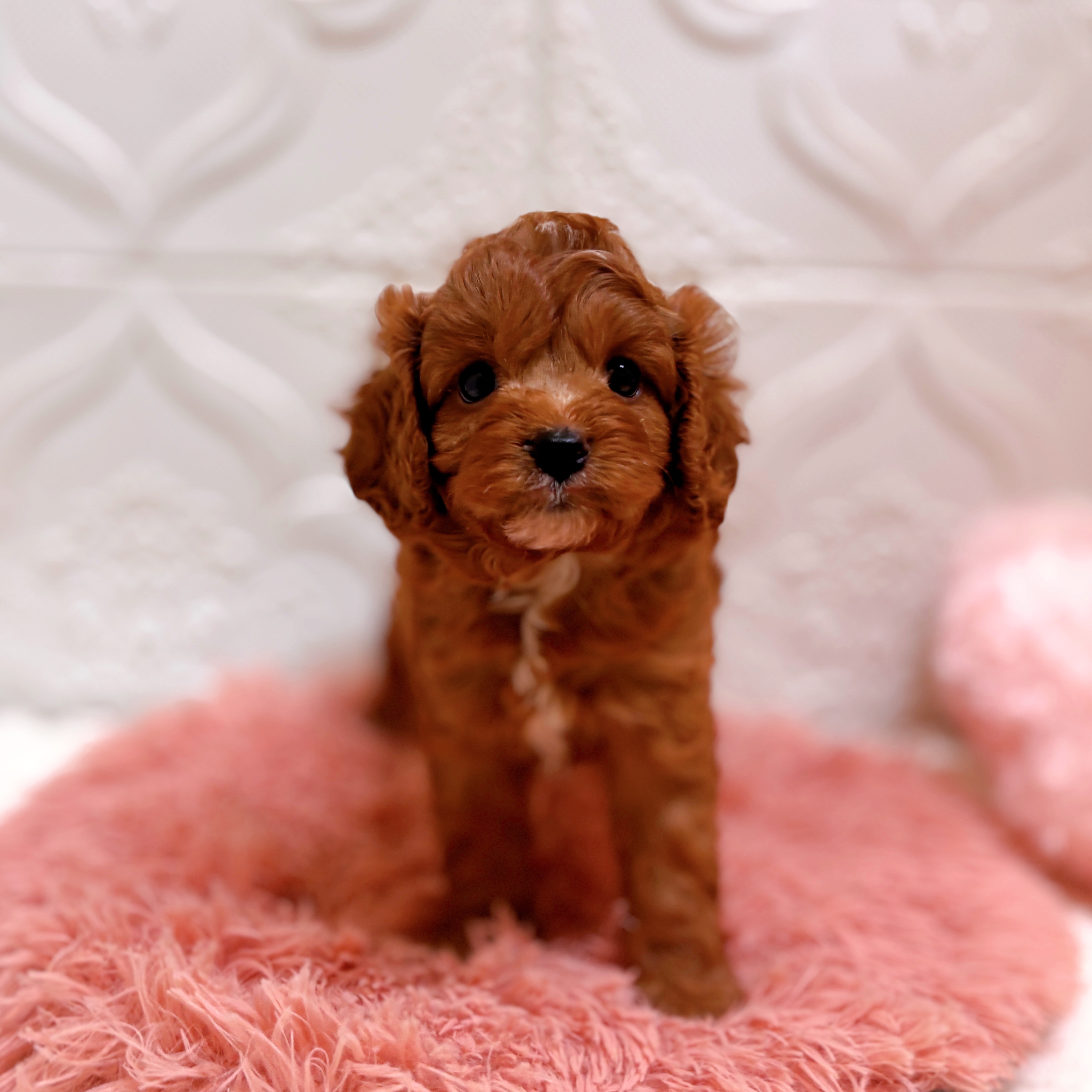 愛知県のキャバプー(キャバリア×プードル) (犬の家＆猫の里岡崎店/2026年6月12日生まれ/男の子/レッドホワイト)の子犬の1枚目の画像
