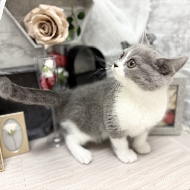千葉県のブリティッシュショートヘアー (犬の家＆猫の里ワンズモール稲毛店/2026年6月10日生まれ/女の子/ブルーホワイト)の子猫の4枚目の画像