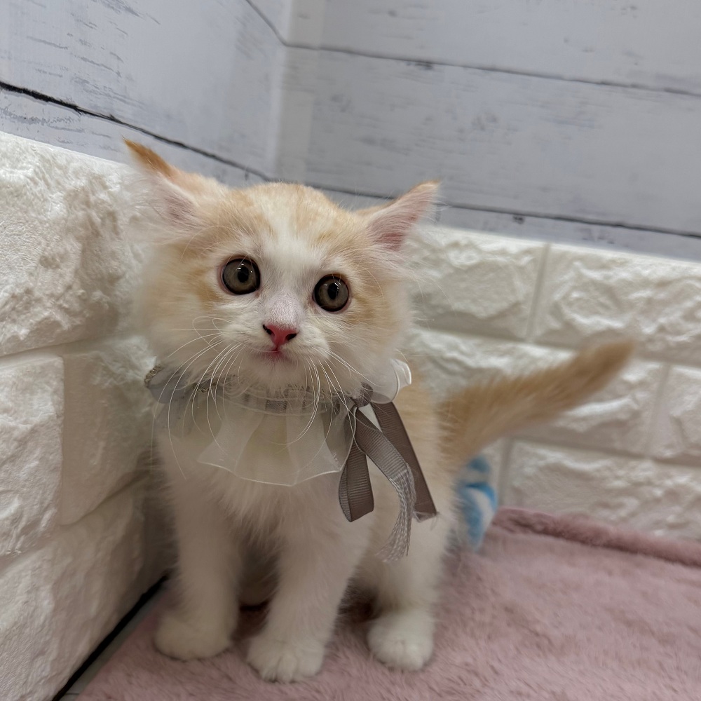 静岡県のサイベリアン (犬の家＆猫の里アミーゴ浜松和田店/2026年6月5日生まれ/男の子/レッドタビーホワイト)の子猫の4枚目の画像