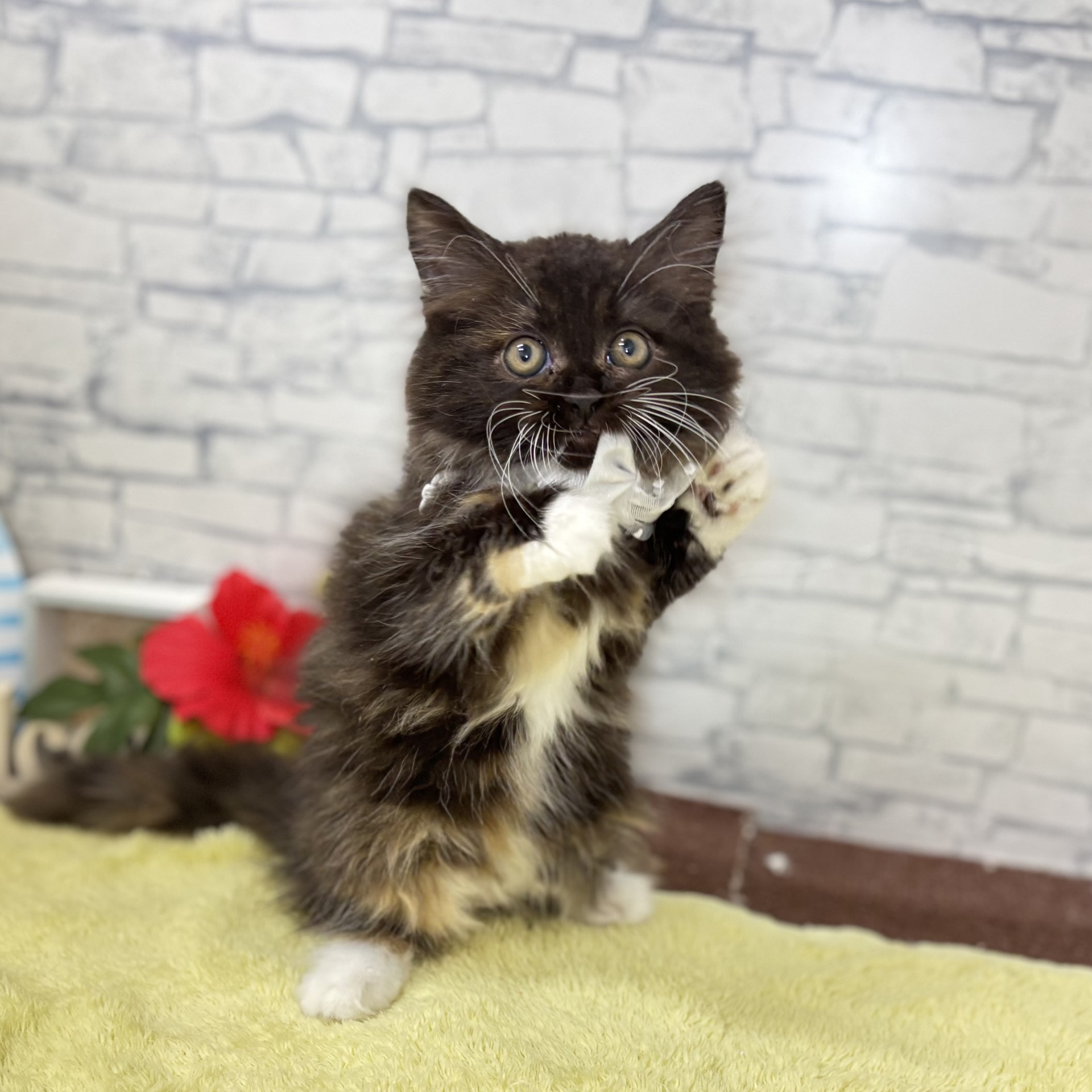 長野県のサイベリアン (犬の家＆猫の里長野店/2026年6月5日生まれ/女の子/トーティスモーク&ホワイト)の子猫の4枚目の画像