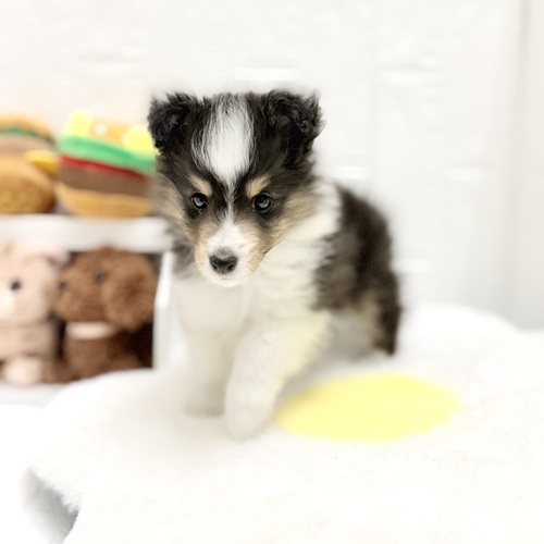 愛知県のシェットランドシープドッグ (犬の家＆猫の里豊川インター店/2026年6月12日生まれ/女の子/ブラックホワイトタン)の子犬の4枚目の画像