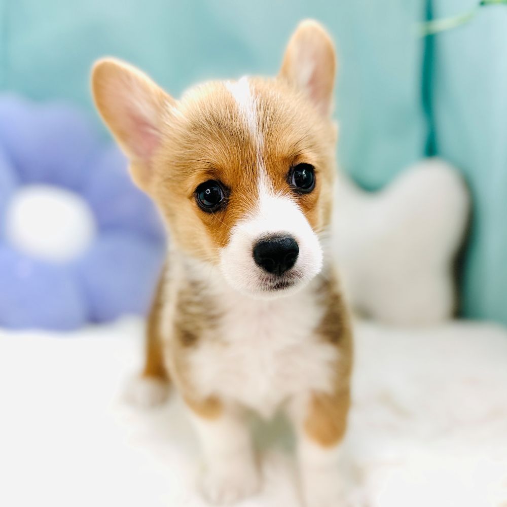 愛知県のウェルシュコーギーペンブローク (犬の家＆猫の里愛知刈谷店/2026年6月13日生まれ/男の子/レッドホワイト)の子犬の4枚目の画像
