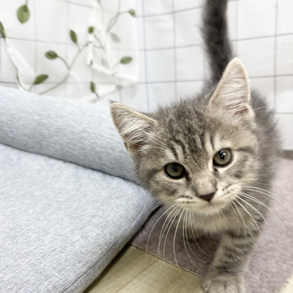 長野県のマンチカン (犬の家＆猫の里塩尻店/2026年6月12日生まれ/男の子/ブルータビー)の子猫の4枚目の画像