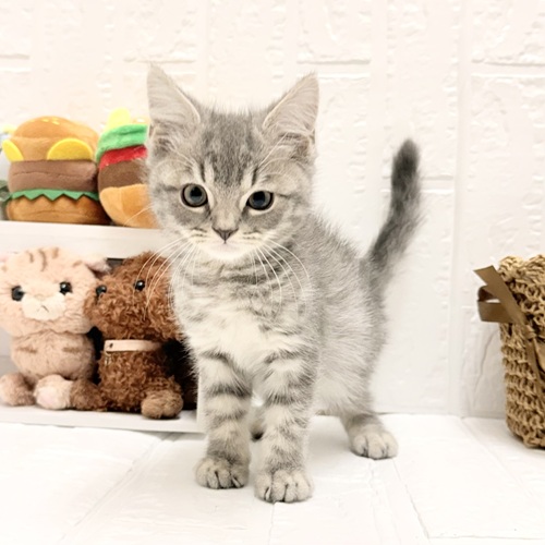 愛知県のマンチカン (犬の家＆猫の里豊川インター店/2026年6月12日生まれ/男の子/ブルータビー)の子猫の4枚目の画像