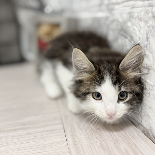 千葉県のノルウェージャンフォレストキャット (犬の家＆猫の里ワンズモール稲毛店/2026年6月13日生まれ/男の子/ブラウンタビーホワイト)の子猫の4枚目の画像