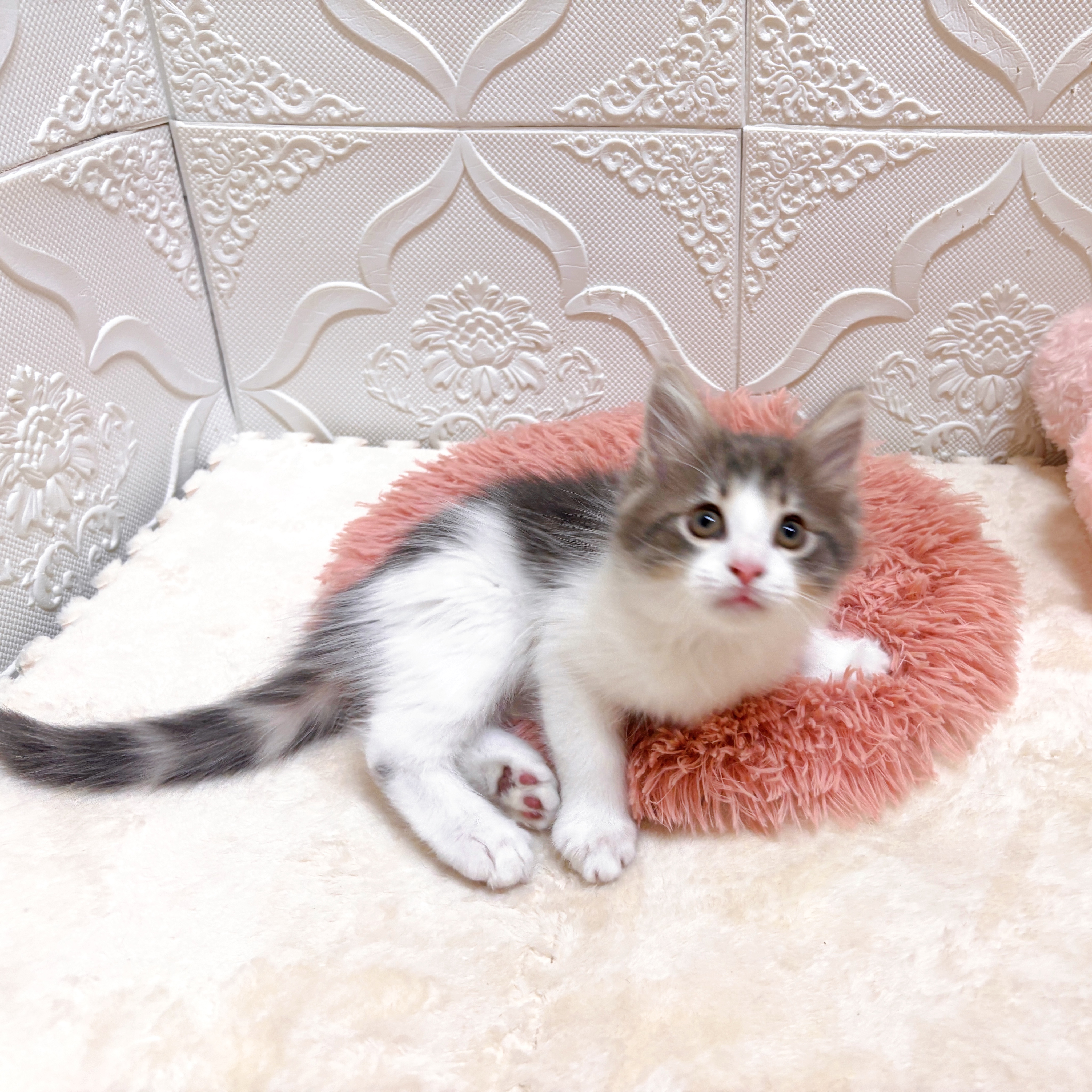 愛知県のノルウェージャンフォレストキャット (犬の家＆猫の里岡崎店/2026年6月10日生まれ/男の子/ブルータビーホワイト)の子猫の4枚目の画像