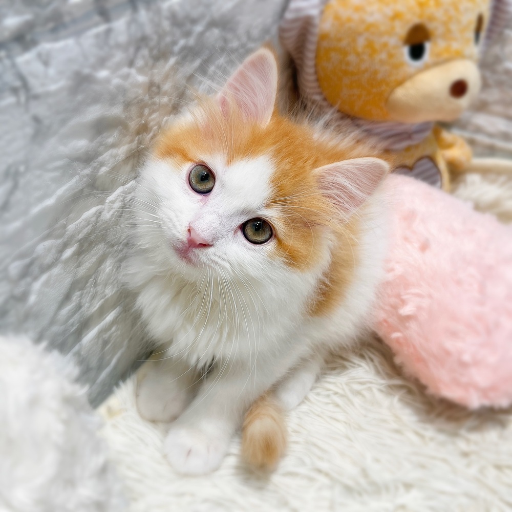 愛知県のスコティッシュフォールド (犬の家＆猫の里MiO香久山店/2026年6月11日生まれ/男の子/レッドタビーホワイト)の子猫の1枚目の画像