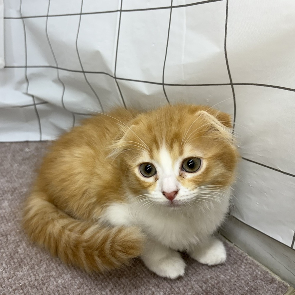 長野県のスコティッシュフォールド (犬の家＆猫の里塩尻店/2026年6月11日生まれ/女の子/レッドタビーホワイト)の子猫の4枚目の画像