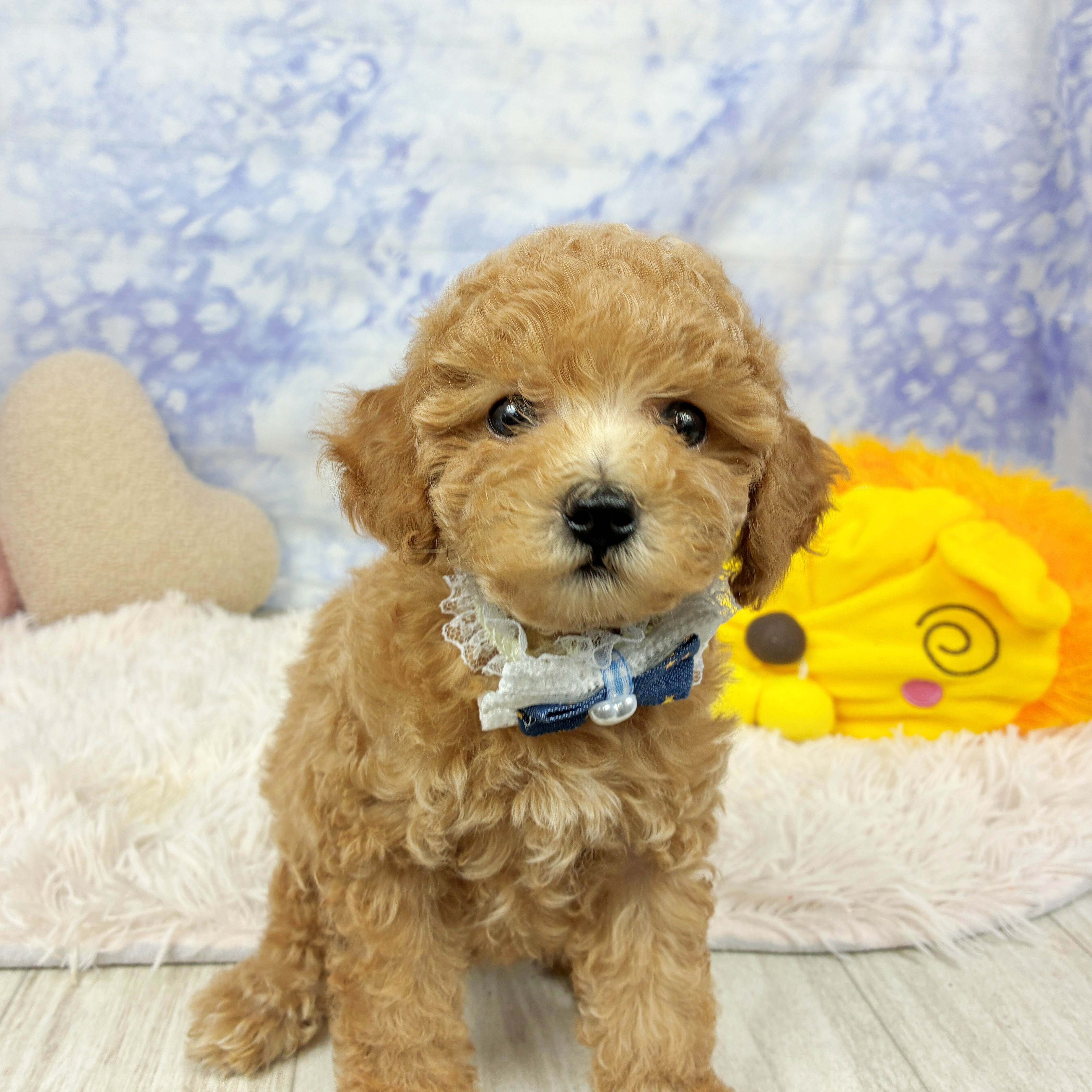 兵庫県のトイプードル(トイ) (犬の家＆猫の里川西店/2026年6月10日生まれ/男の子/オレンジフォーン)の子犬の4枚目の画像
