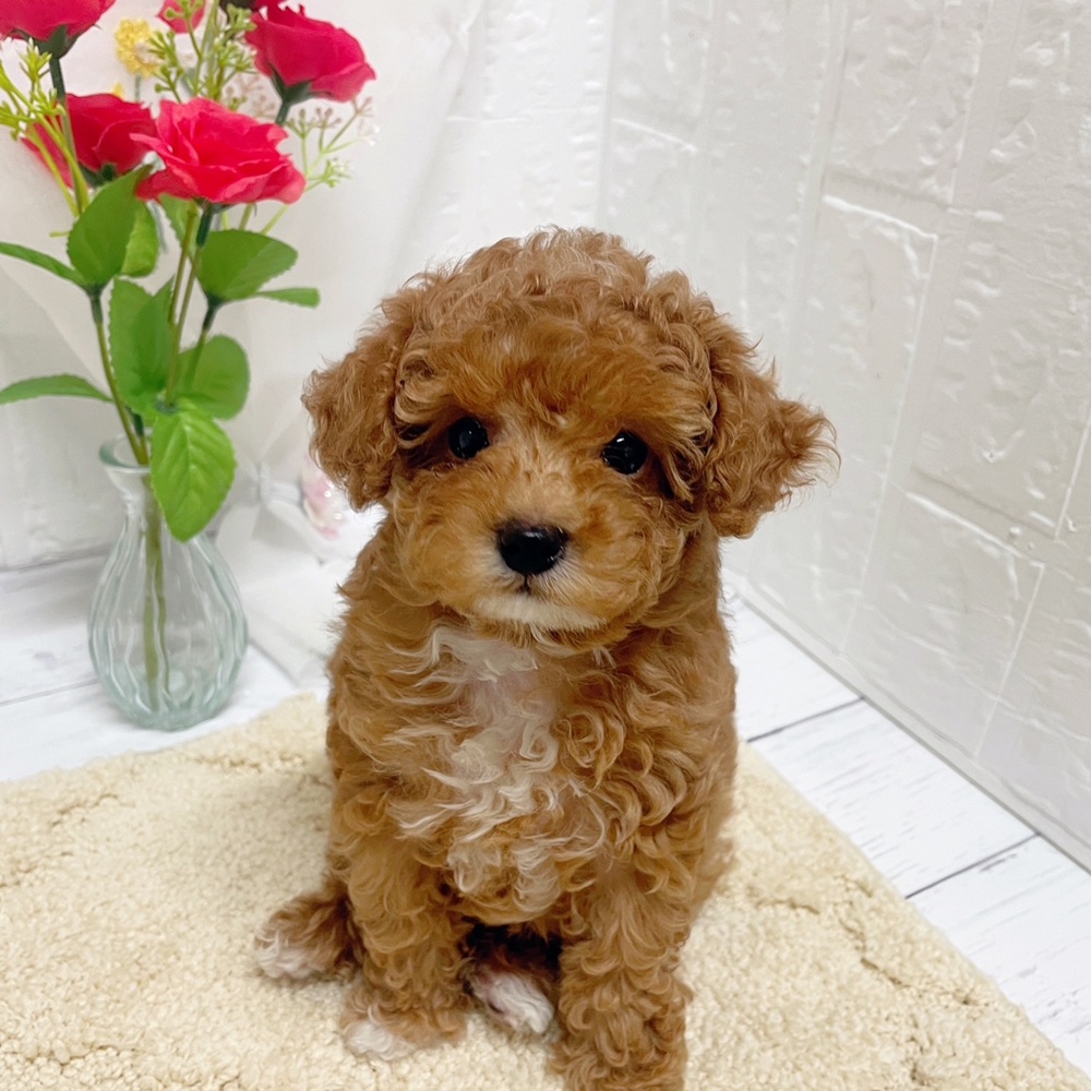 岡山県のトイプードル(トイ) (犬の家＆猫の里岡山店/2026年6月10日生まれ/女の子/アプリコットホワイト)の子犬の4枚目の画像