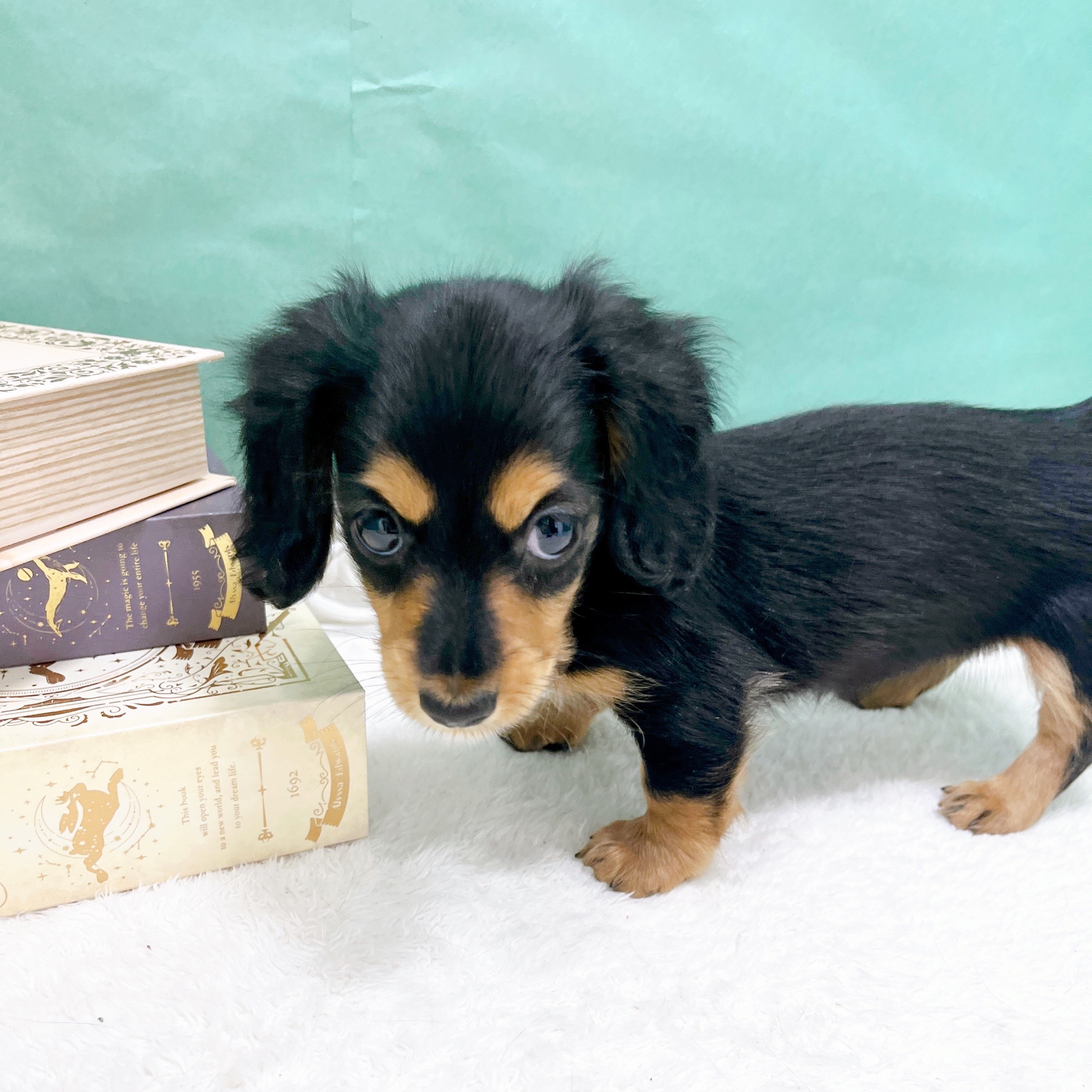 石川県のカニンヘンダックスフンド(ロング) (犬の家＆猫の里アミーゴ金沢有松店/2026年6月11日生まれ/女の子/ブラックタン)の子犬の4枚目の画像