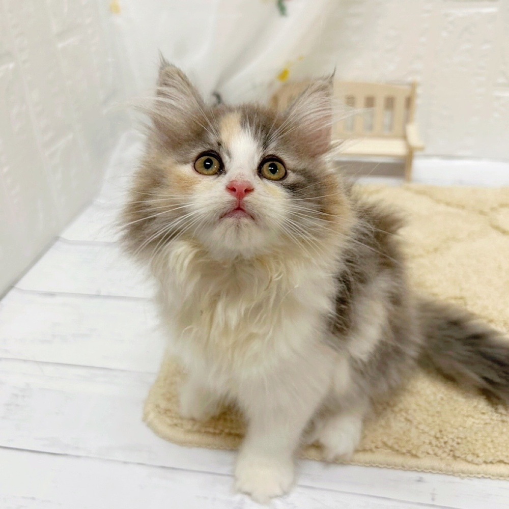 岡山県のノルウェージャンフォレストキャット (犬の家＆猫の里岡山店/2026年6月11日生まれ/女の子/ダイリュートキャリコ)の子猫の4枚目の画像