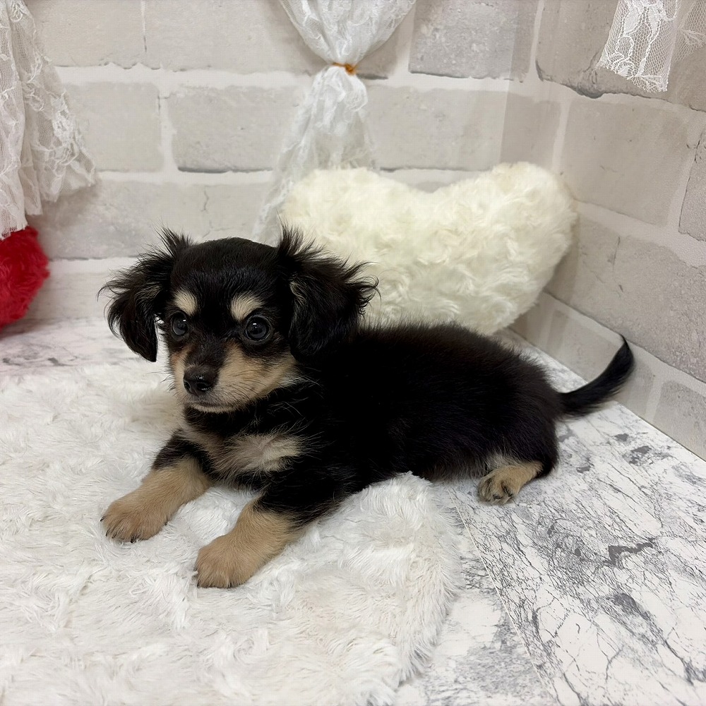 京都府のチワックス(チワワ×ダックス) (犬の家＆猫の里京都精華店/2026年6月13日生まれ/男の子/ブラッククリーム)の子犬の4枚目の画像