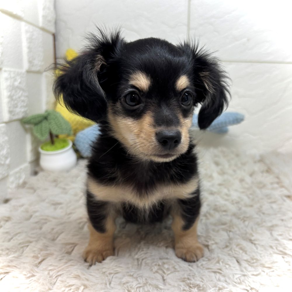 兵庫県のチワックス(チワワ×ダックス) (犬の家＆猫の里ゆめタウン姫路店/2026年6月13日生まれ/女の子/ブラッククリーム)の子犬の4枚目の画像