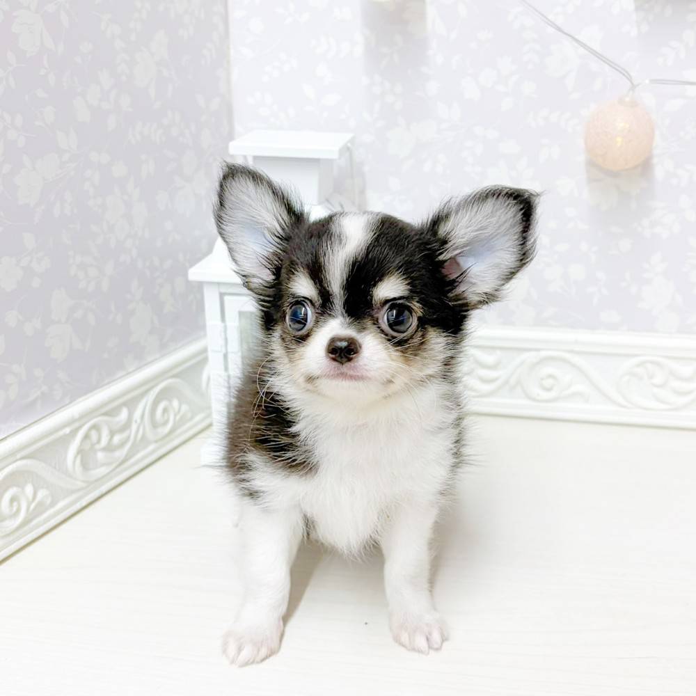 富山県のチワワ(ロング) (犬の家＆猫の里アミーゴ山室店/2026年6月11日生まれ/男の子/ブラックホワイト)の子犬の4枚目の画像