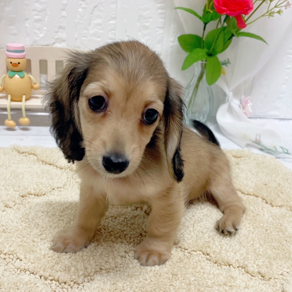 岡山県のミニチュアダックスフンド(ロング) (犬の家＆猫の里岡山店/2026年6月14日生まれ/女の子/シェーデットイエロー)の子犬の4枚目の画像