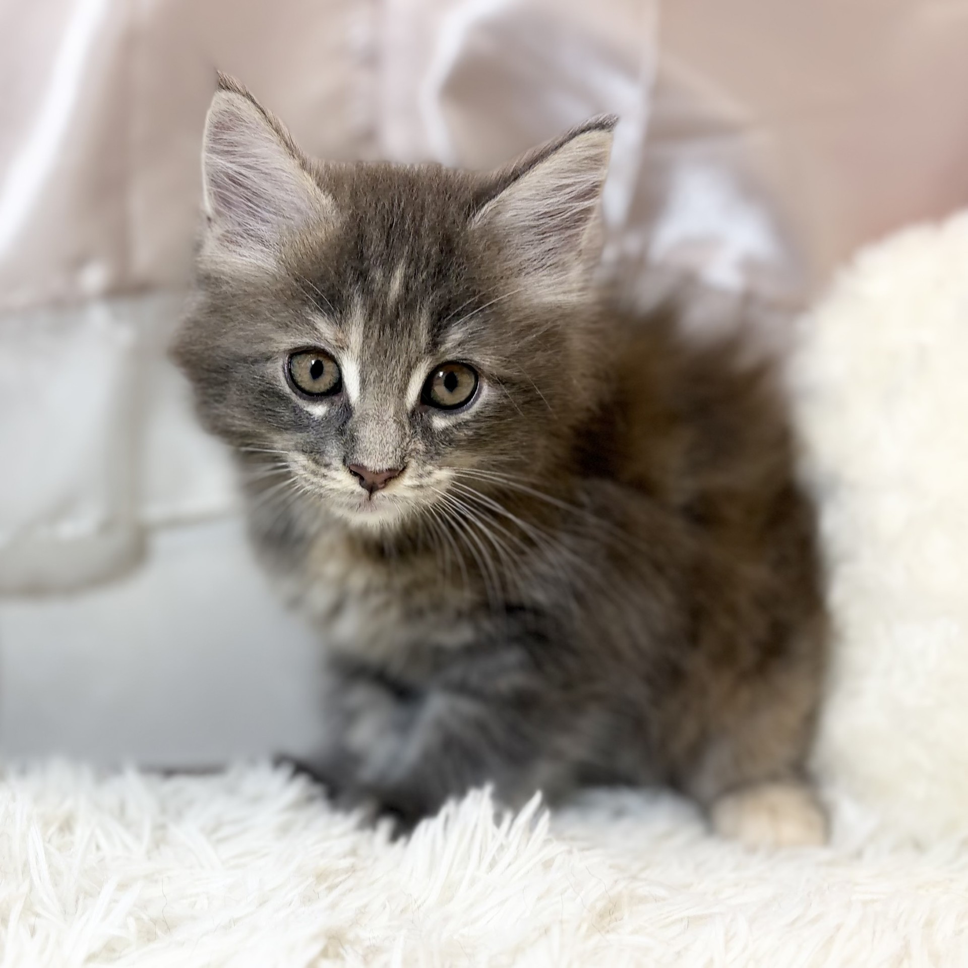 兵庫県のメインクーン (犬の家＆猫の里カナート西神戸店/2026年6月11日生まれ/女の子/ブルーパッチドタビー)の子猫の4枚目の画像