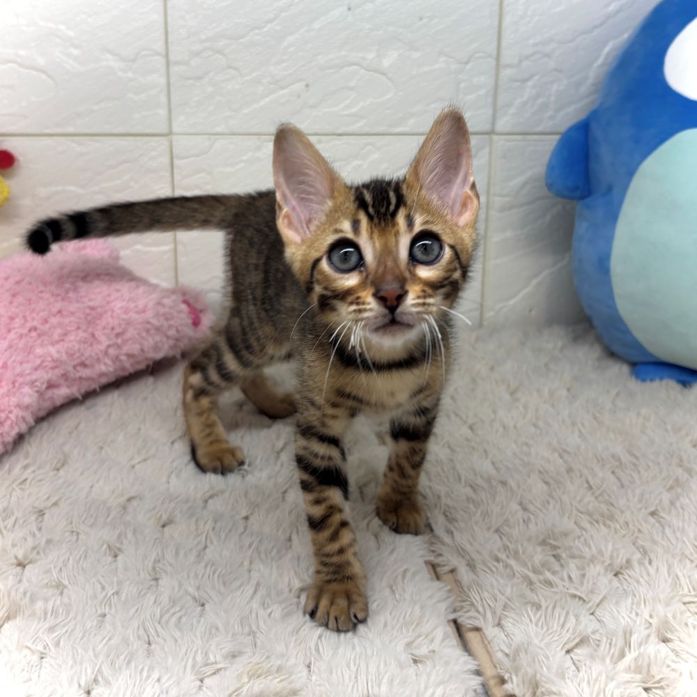 兵庫県のベンガル (犬の家＆猫の里ゆめタウン姫路店/2026年6月10日生まれ/男の子/ブラウンスポットタビー)の子猫の4枚目の画像