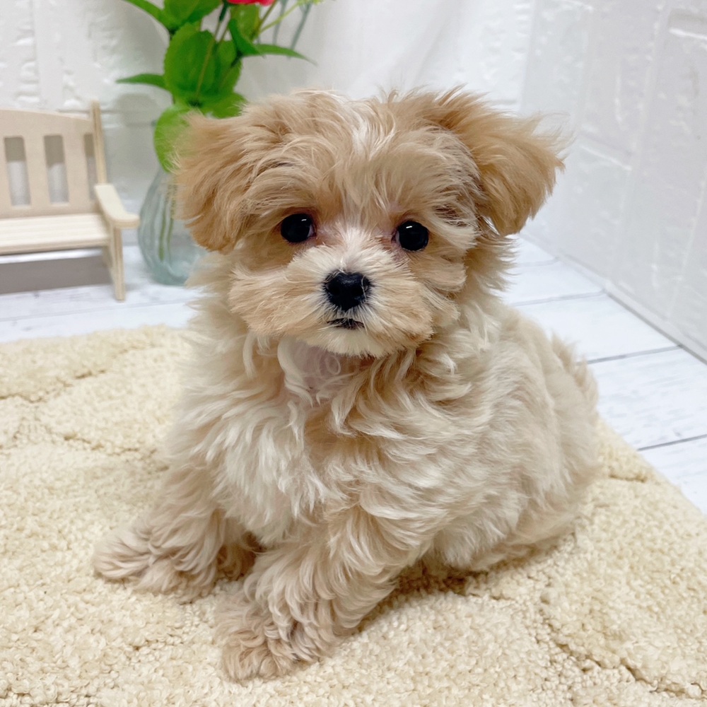 岡山県のチワマル/マルチワ(チワワ×マルチーズ) (犬の家＆猫の里岡山店/2026年6月13日生まれ/女の子/クリーム)の子犬の4枚目の画像