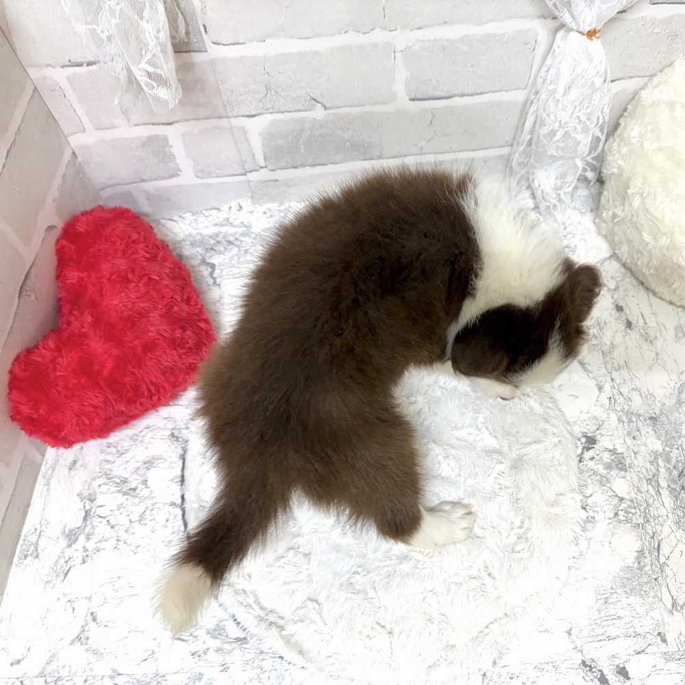 京都府のボーダーコリー (犬の家＆猫の里京都精華店/2026年6月14日生まれ/女の子/チョコレートホワイト)の子犬の4枚目の画像