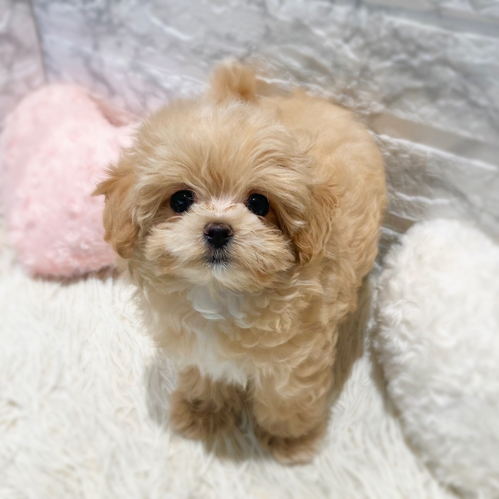 愛知県のマルプー(マルチーズ×プードル) (犬の家＆猫の里MiO香久山店/2026年6月11日生まれ/女の子/クリーム)の子犬の4枚目の画像