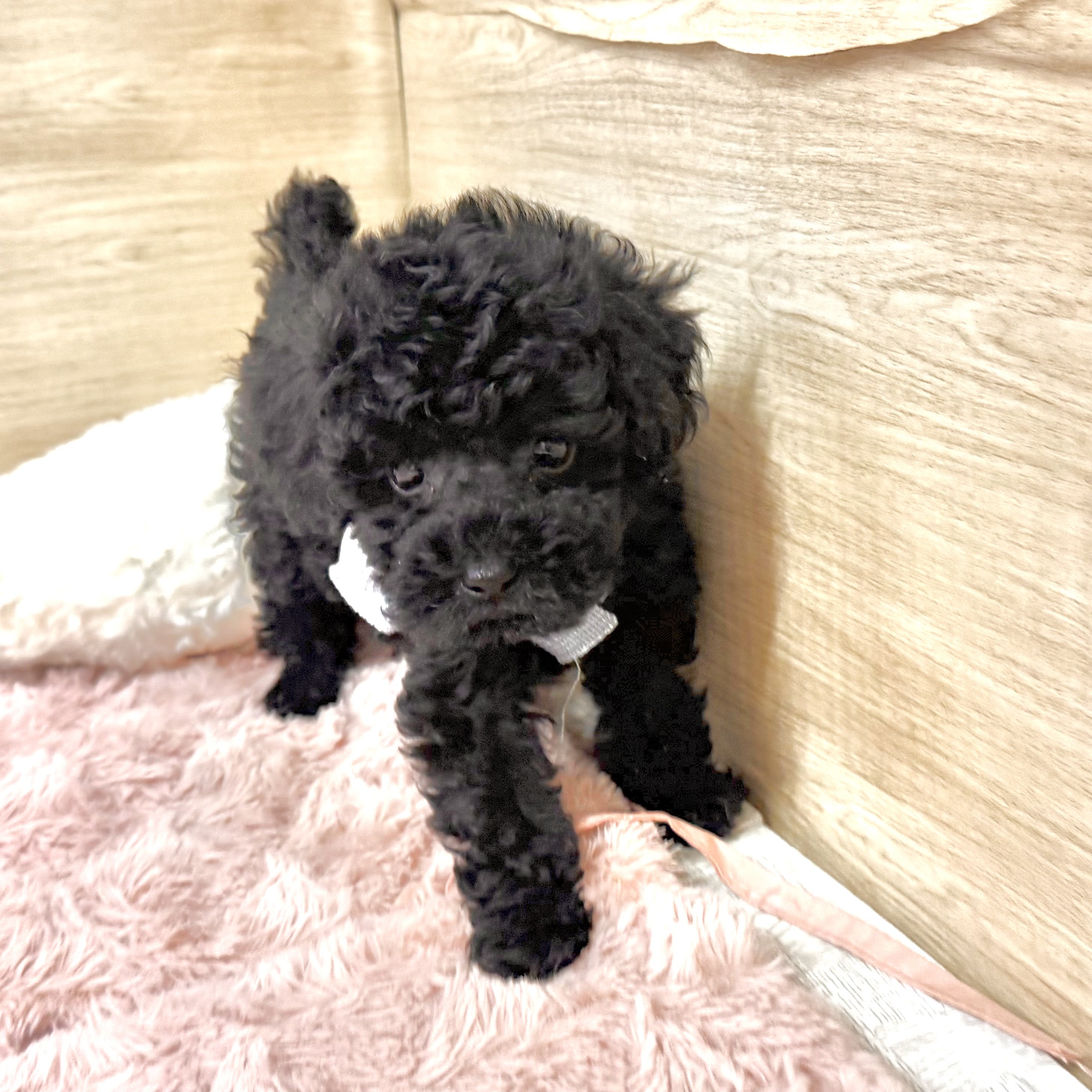大阪府のトイプードル(タイニー) (犬の家＆猫の里そよら東岸和田店/2026年6月14日生まれ/男の子/ブラック)の子犬の4枚目の画像