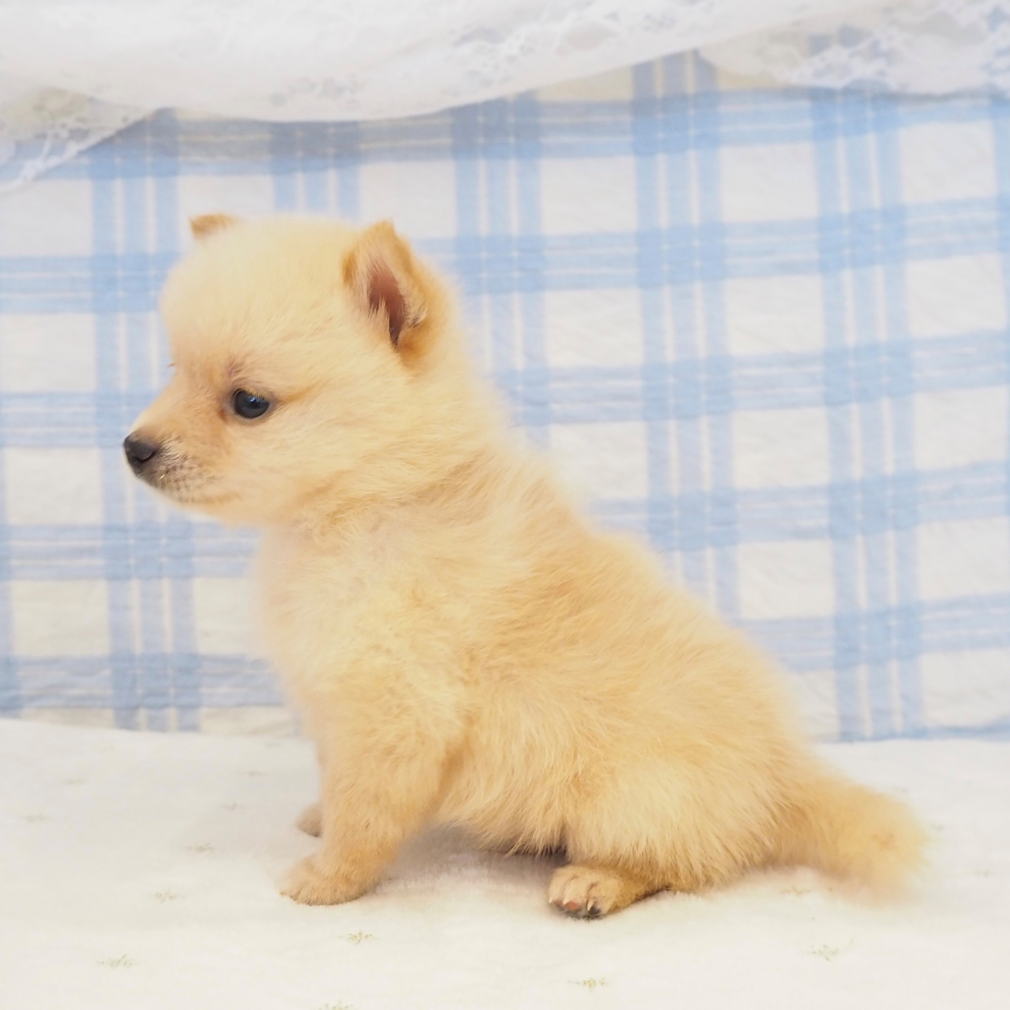 大阪府のポメ柴/豆ポメ/ポメ豆柴(ポメラニアン×柴犬) (犬の家＆猫の里もりのみやキューズモールBASE店/2026年6月13日生まれ/男の子/白)の子犬の4枚目の画像