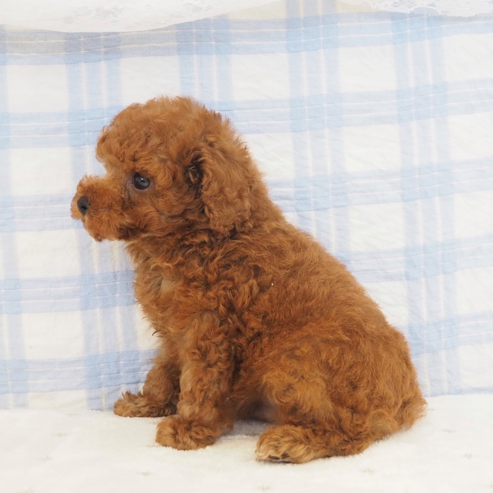 大阪府のトイプードル(トイ) (犬の家＆猫の里もりのみやキューズモールBASE店/2026年6月12日生まれ/男の子/レッドフォーン)の子犬の4枚目の画像