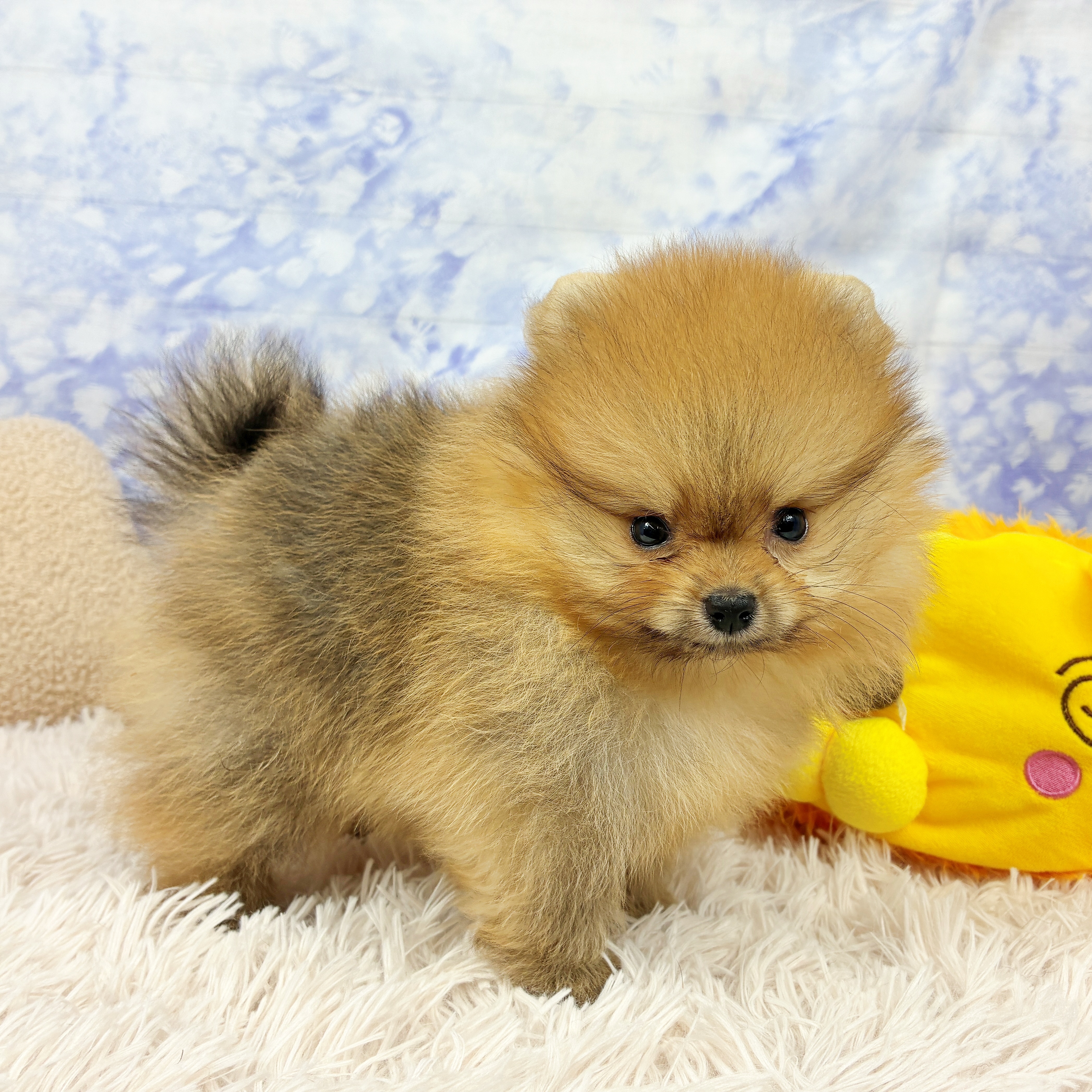 兵庫県のポメラニアン (犬の家＆猫の里川西店/2026年6月13日生まれ/男の子/オレンジ)の子犬の4枚目の画像
