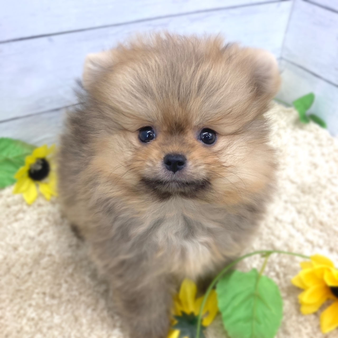 愛知県のポメラニアン (犬の家＆猫の里七宝店/2026年6月13日生まれ/男の子/オレンジ)の子犬の1枚目の画像