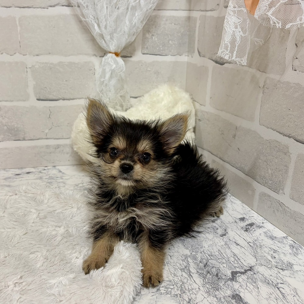 京都府のポメキー(ポメラニアン×ヨークシャーテリア) (犬の家＆猫の里京都精華店/2026年6月7日生まれ/女の子/ブラックタン)の子犬の4枚目の画像