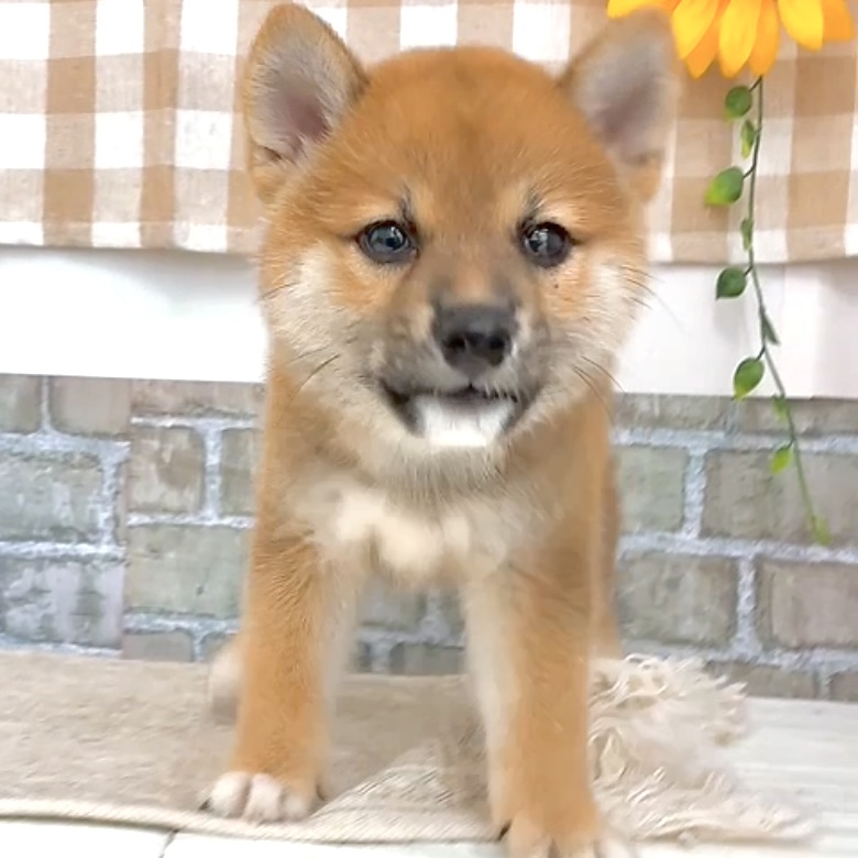 愛知県の柴犬(標準サイズ) (犬の家＆猫の里碧南店/2026年6月14日生まれ/女の子/赤)の子犬の4枚目の画像