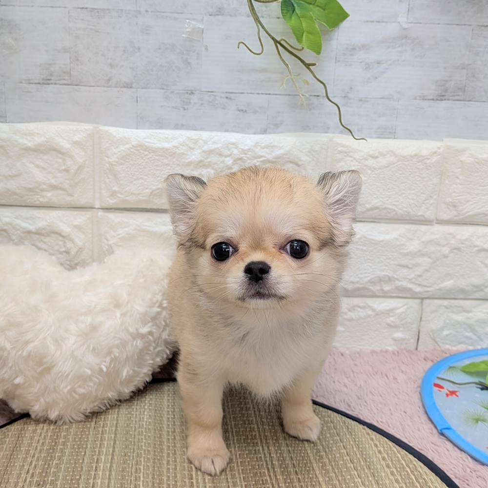 静岡県のチワワ(ロング) (犬の家＆猫の里プレ葉ウォーク浜北店/2026年6月9日生まれ/女の子/フォーン)の子犬の1枚目の画像
