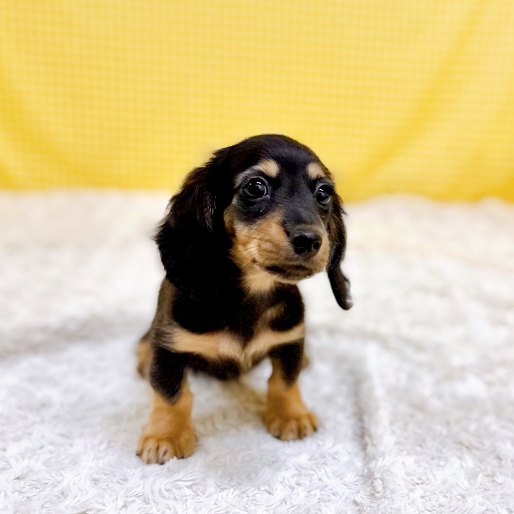 愛知県のミニチュアダックスフンド(ロング) (犬の家＆猫の里一宮店/2026年6月13日生まれ/男の子/ブラックタン)の子犬の4枚目の画像