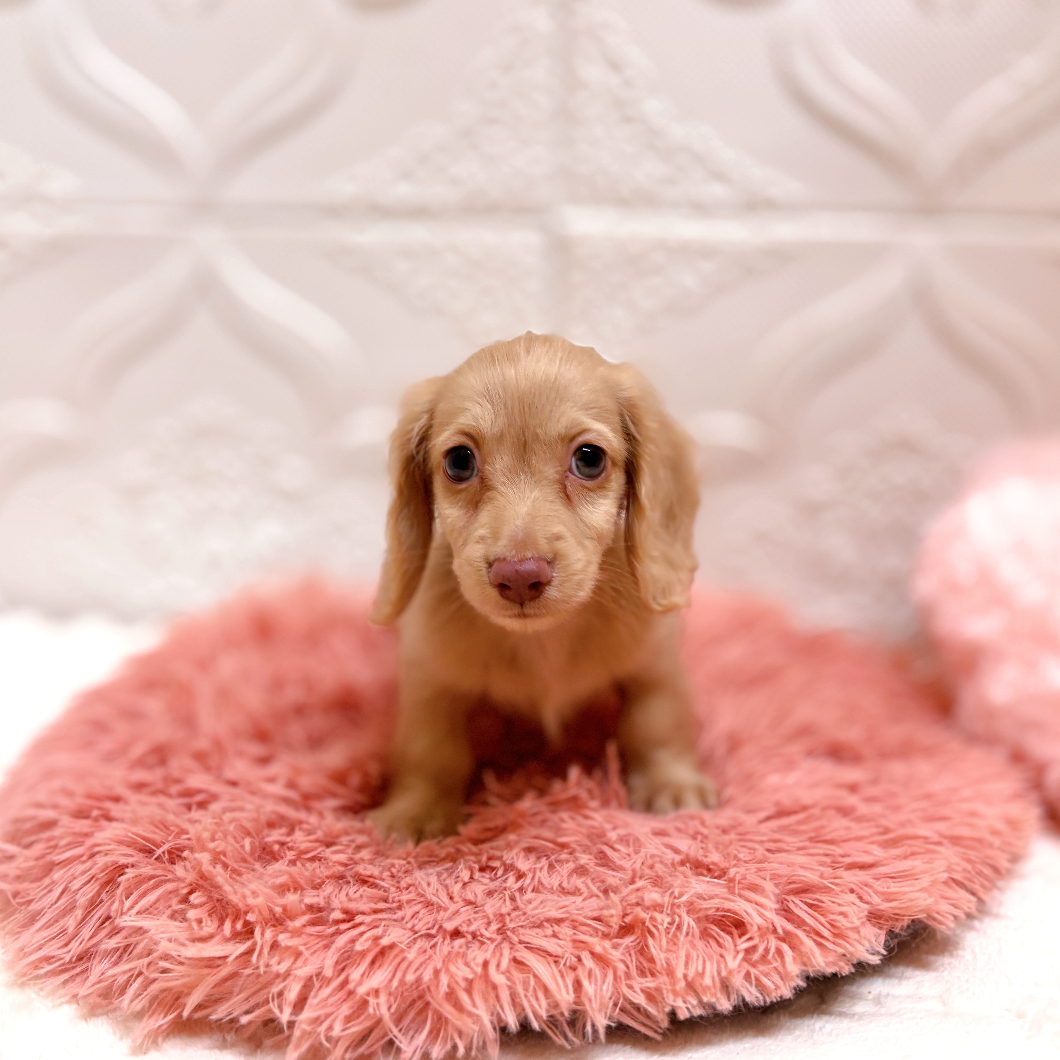 愛知県のミニチュアダックスフンド(ロング) (犬の家＆猫の里岡崎店/2026年6月13日生まれ/男の子/イエロー)の子犬の4枚目の画像