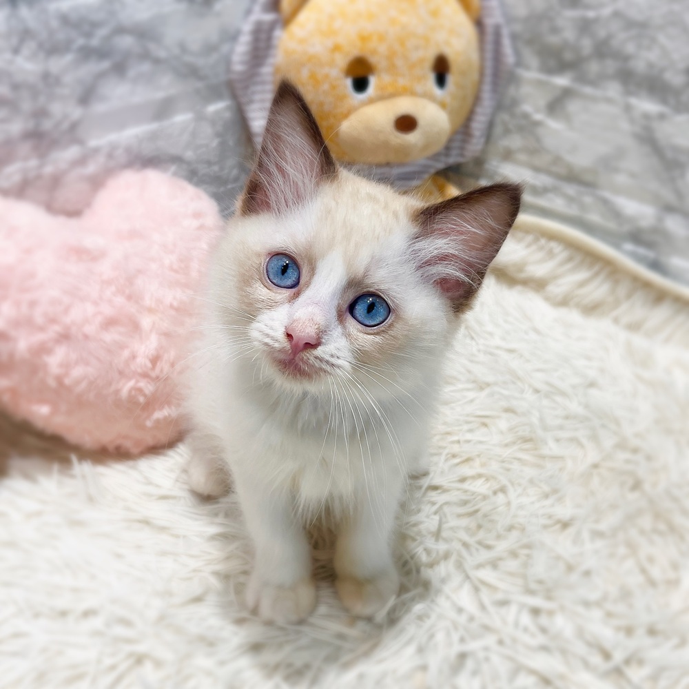 愛知県のラグドール (犬の家＆猫の里MiO香久山店/2026年6月13日生まれ/男の子/シールポイントバイカラー)の子猫の4枚目の画像