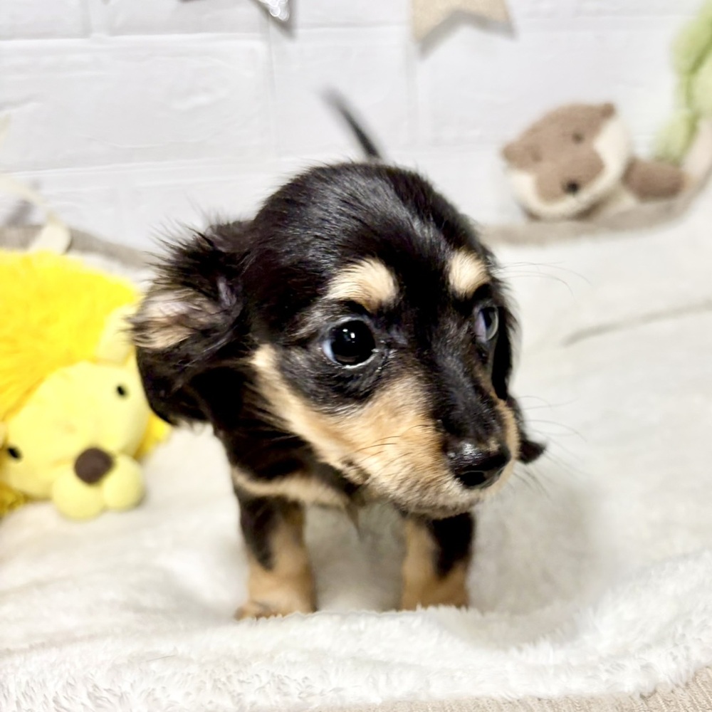 兵庫県のカニンヘンダックスフンド(ロング) (犬の家＆猫の里ニッケパークタウン加古川店/2026年6月14日生まれ/男の子/ブラックタン)の子犬の4枚目の画像