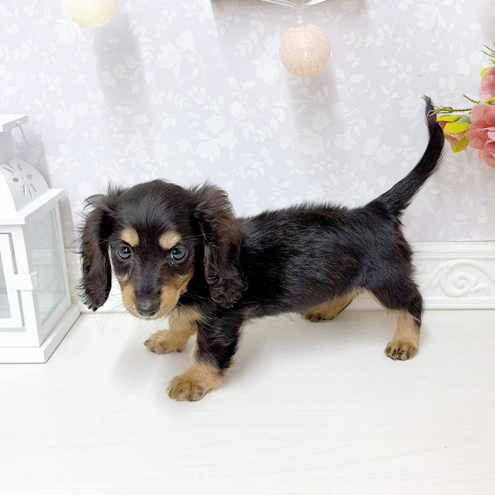 富山県のカニンヘンダックスフンド(ロング) (犬の家＆猫の里アミーゴ山室店/2026年6月14日生まれ/女の子/ブラックタン)の子犬の4枚目の画像