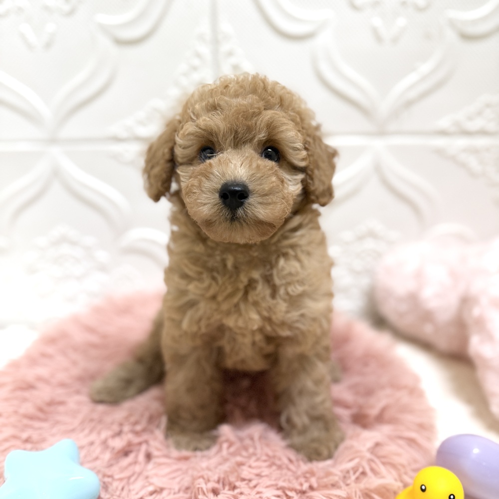 愛知県のトイプードル(トイ) (犬の家＆猫の里岡崎店/2026年6月13日生まれ/女の子/レッド)の子犬の4枚目の画像
