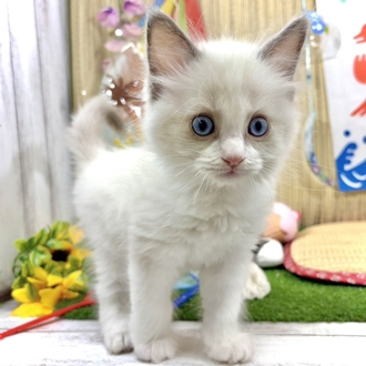 神奈川県のラグドール (犬の家＆猫の里小田原店/2026年6月14日生まれ/男の子/ブルーポイントバイカラー)の子猫の4枚目の画像