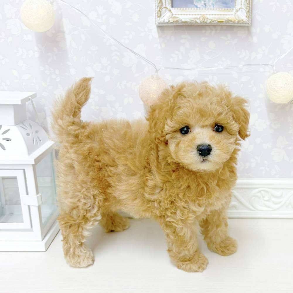 富山県のマルプー(マルチーズ×プードル) (犬の家＆猫の里アミーゴ山室店/2026年6月13日生まれ/女の子/オレンジフォーン)の子犬の4枚目の画像
