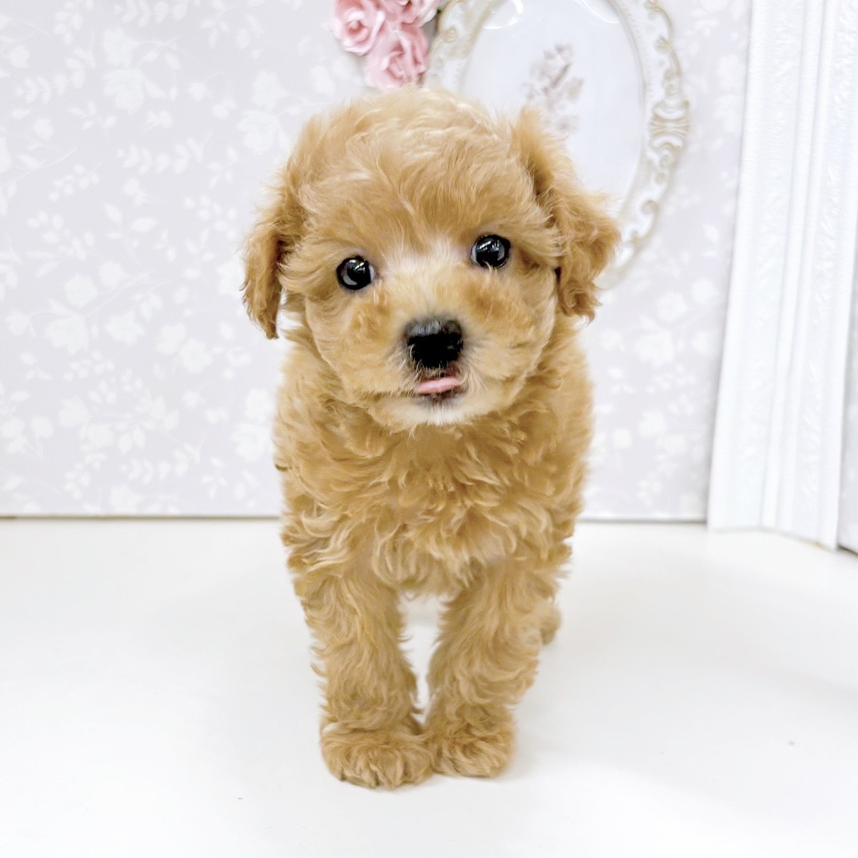 富山県のマルプー(マルチーズ×プードル) (犬の家＆猫の里アミーゴ高岡蓮花寺店/2026年6月13日生まれ/女の子/オレンジフォーン)の子犬の4枚目の画像